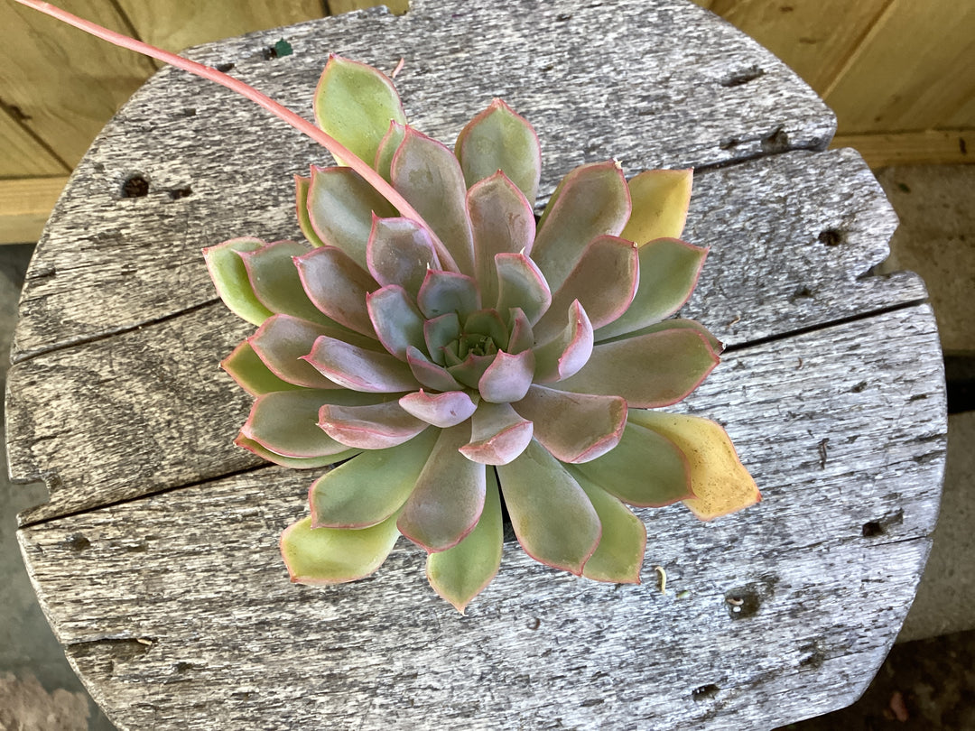 Succulent (echeveria)