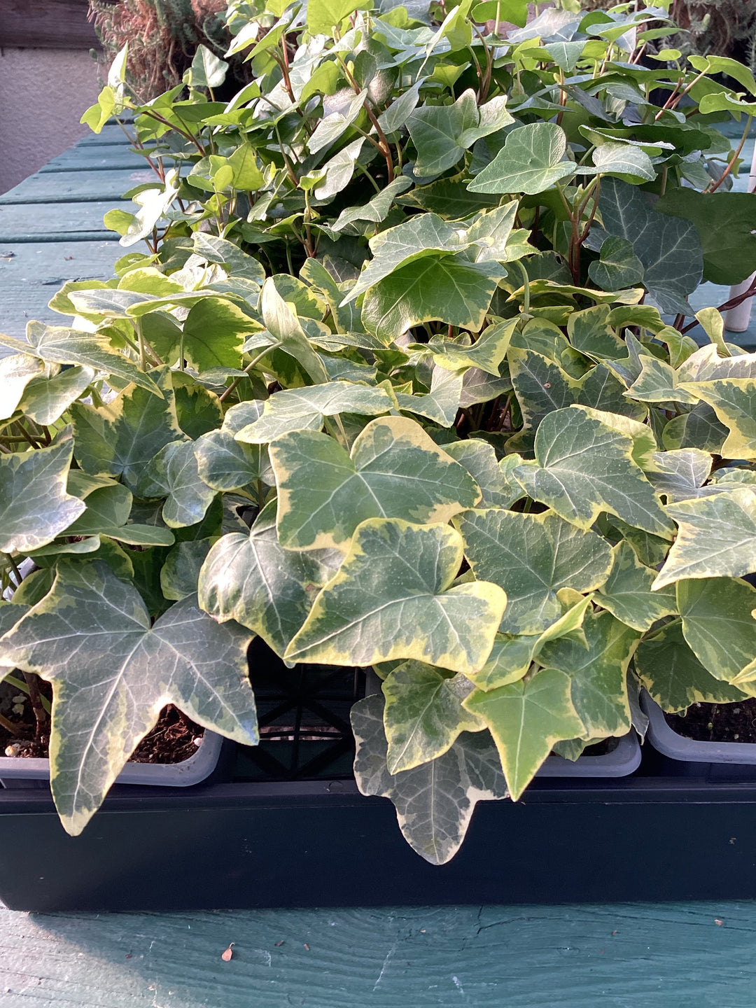 Ivy - Assorted 3"