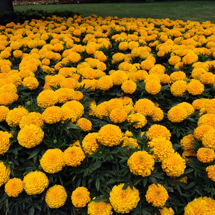 Tagetes erecta 'PAS1060547' ~ Taishan® Gold African Marigold