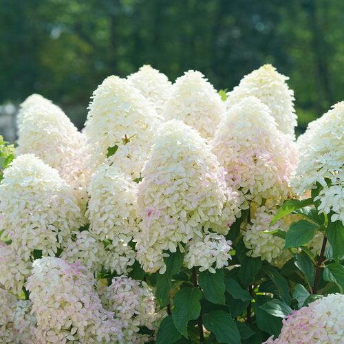 Hydrangea paniculata 'SMNHPM' ~ Quick Fire Fab® Hydrangea