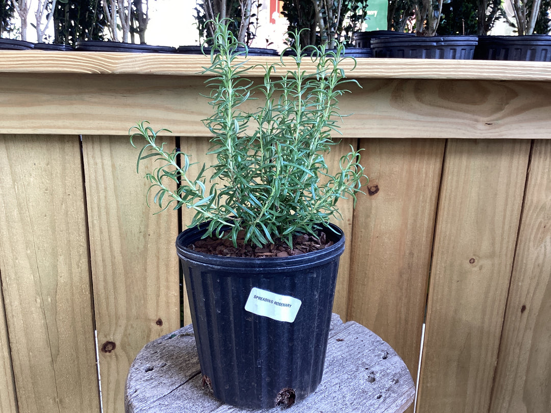 Rosemary