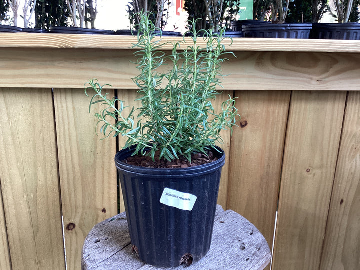 Rosemary