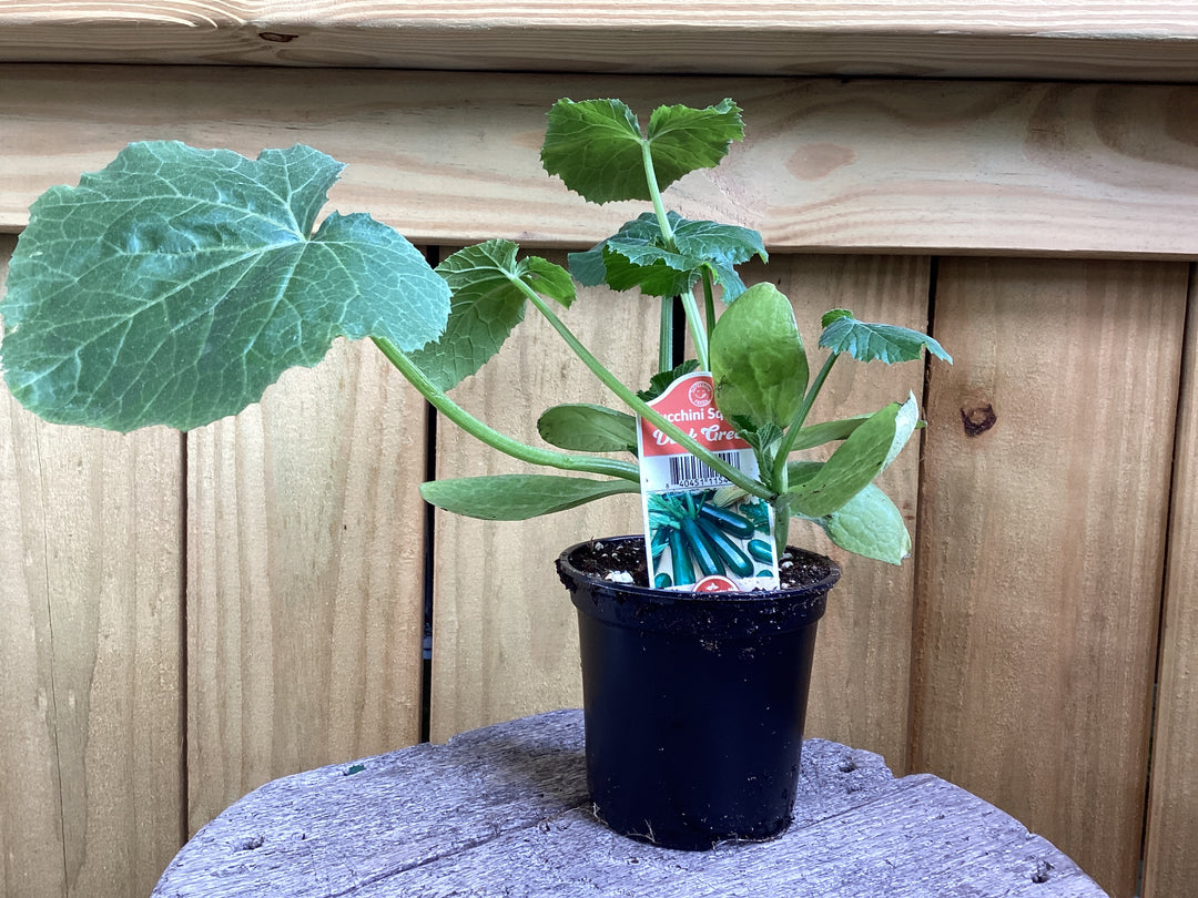 4 inch - Annual VEGETABLE