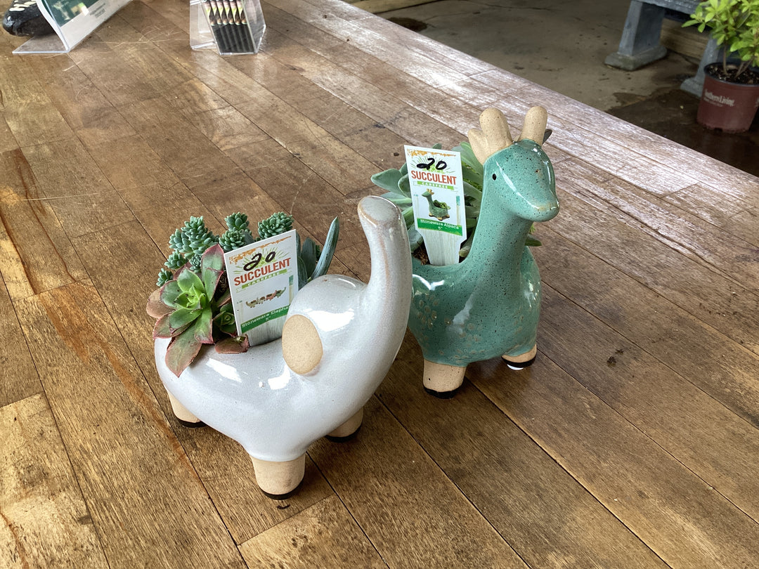 Succulent Ceramic Planter: Assorted animals