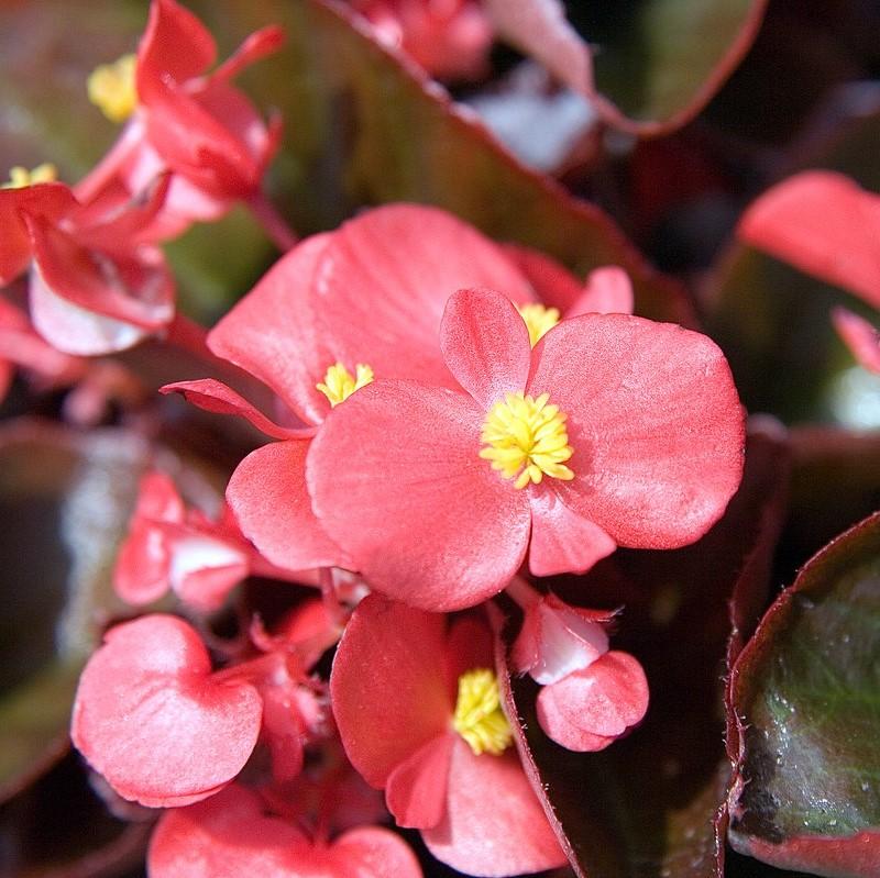 Begonia semperflorens-cultorum 'Cocktail Vodka' ~ Cocktail® Vodka Wax Begonia