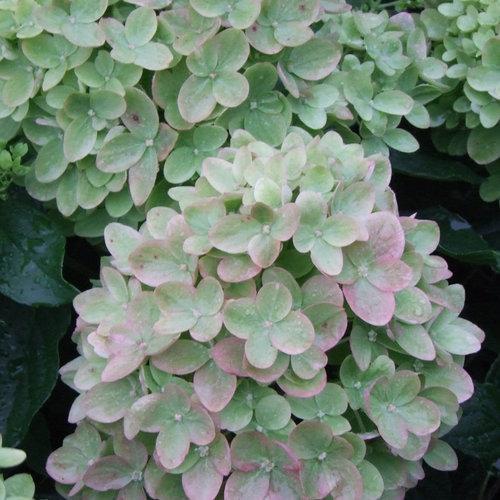 Hydrangea paniculata 'Jane' PP22,330 ~ Proven Winners® Little Lime® Hydrangea