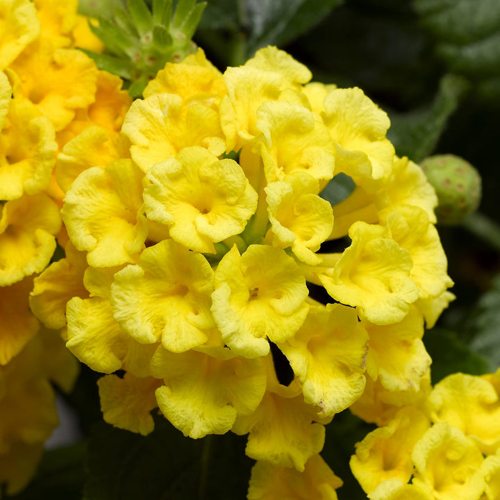 Lantana camara 'Bandana Yellow' ~ Bandana® Yellow Lantana