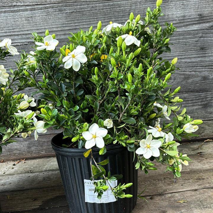 Gardenia jasminoides 'Daisy' ~ Daisy Gardenia