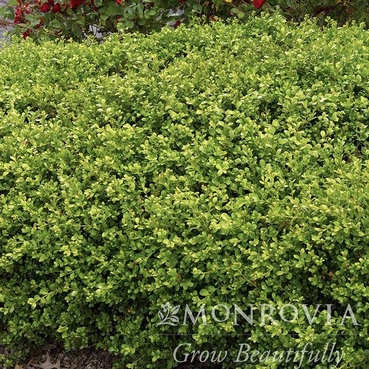 Buxus microphylla var. japonica 'Green Beauty' ~ Monrovia® Green Beauty Boxwood