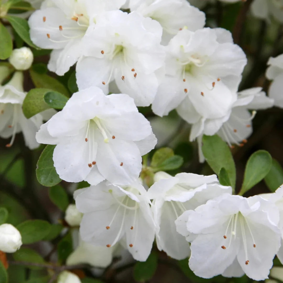Azalea - Gumpo White