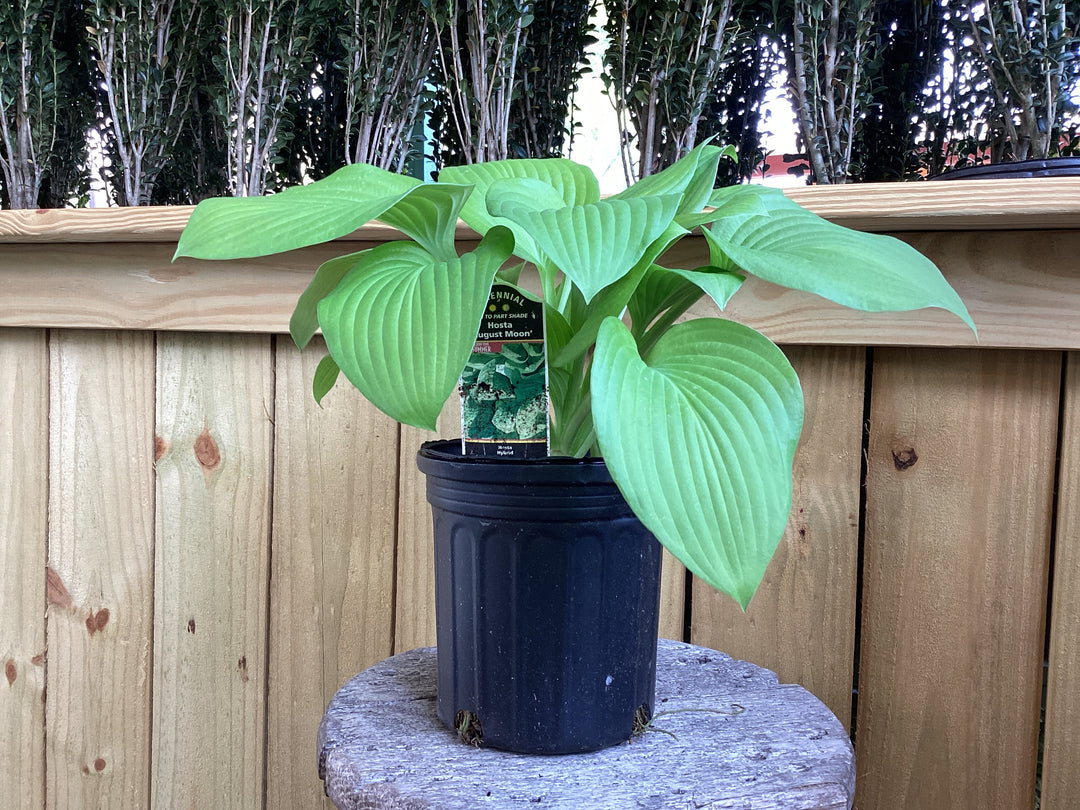 Hosta- Assorted