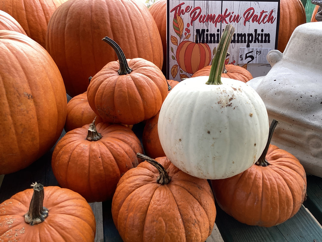 Pumpkin - Snow Ball, Mini Pumpkin, Pie Pumpkin