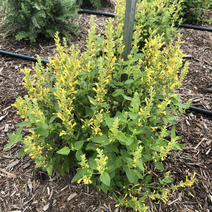 Agastache 'TNAGAPBY' ~ Poquito™ Butter Yellow Hyssop