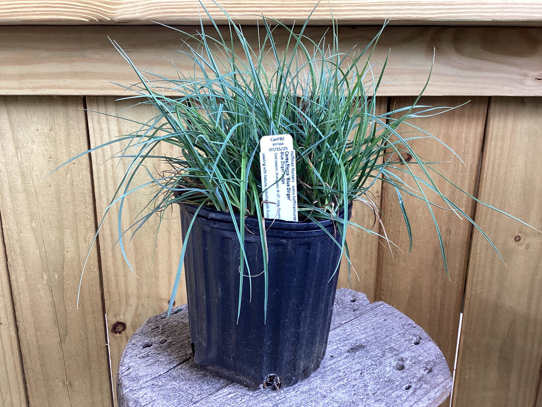 Carex Grass 'Blue Zinger'