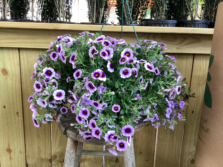 HB Hanging Basket - Annual Basic