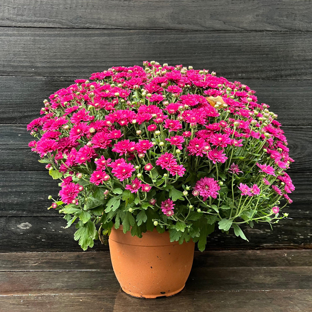 ~ Garden Mums, Assorted Colors