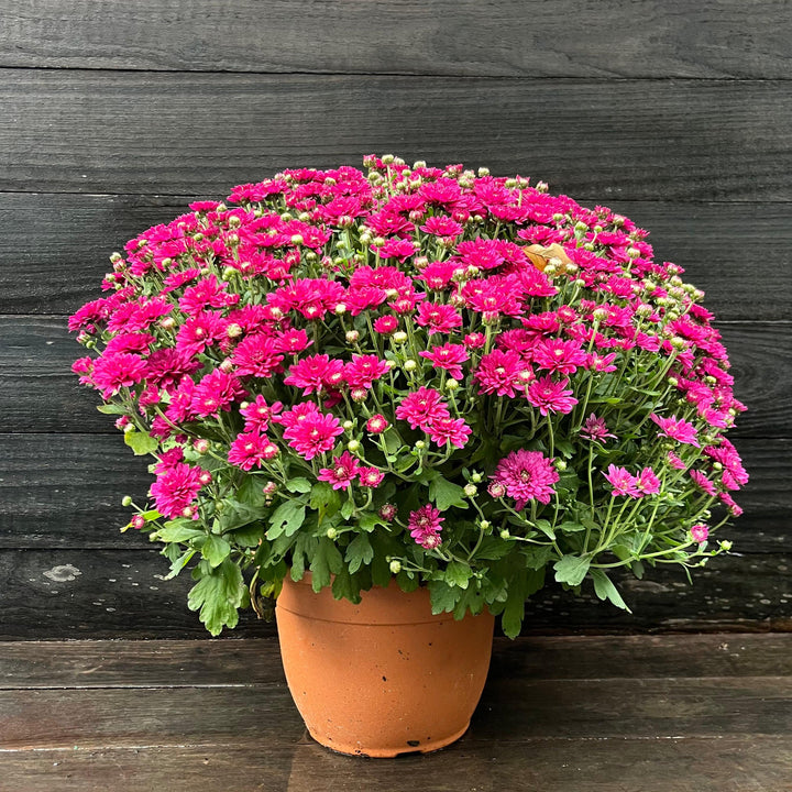 ~ Garden Mums, Assorted Colors