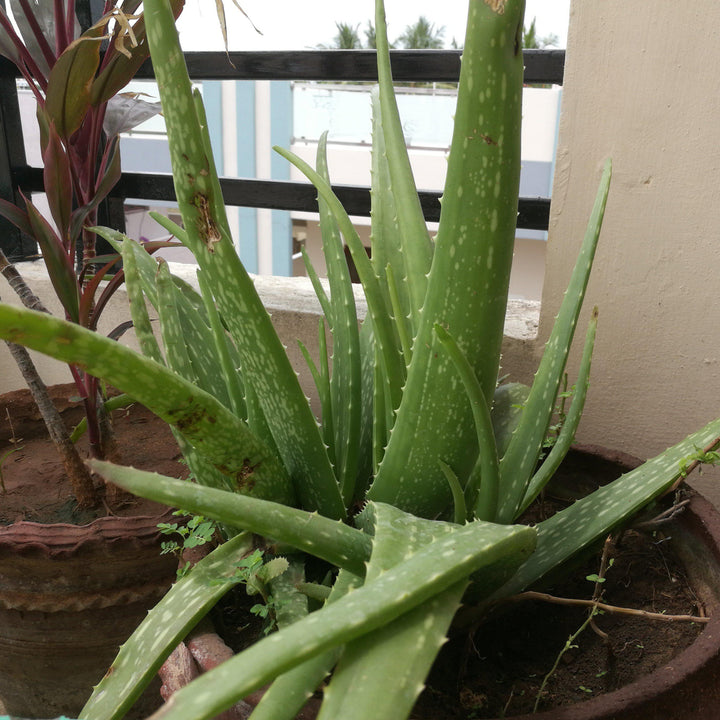 Aloe vera ~ Aloe