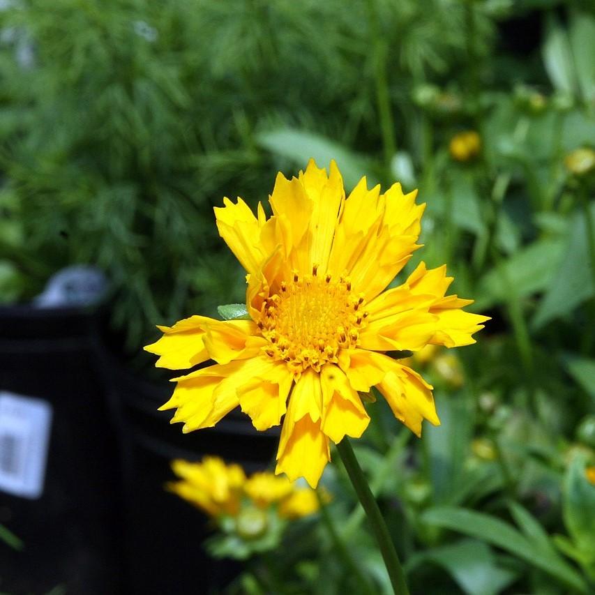 Coreopsis x 'Jethro Tull' ~ Jethro Tull Fluted Coreopsis