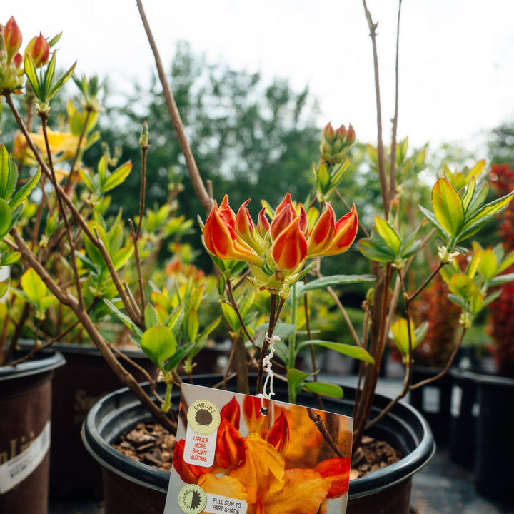 Rhododendron ‘QbackB’ PP27083 ~ Azalea Sunbow® Solar Flare