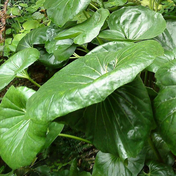 Farfugium Japonicum 'Giganteum' ~ Giant Leopard Plant