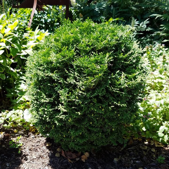 Thuja occidentalis 'RUTTHU4' ~ Planet Earth® Arborvitae