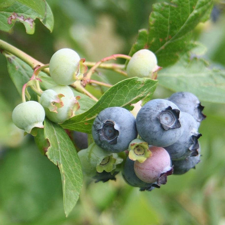 Blueberry 'Premier'