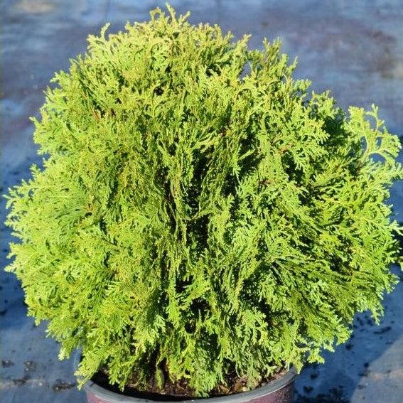 Thuja occidentalis 'RUTTHU4' ~ Planet Earth® Arborvitae