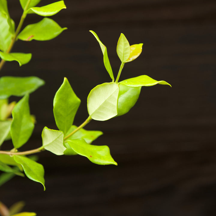 Trachelospermum jasminoides ~ Confederate Jasmine, Star Jasmine