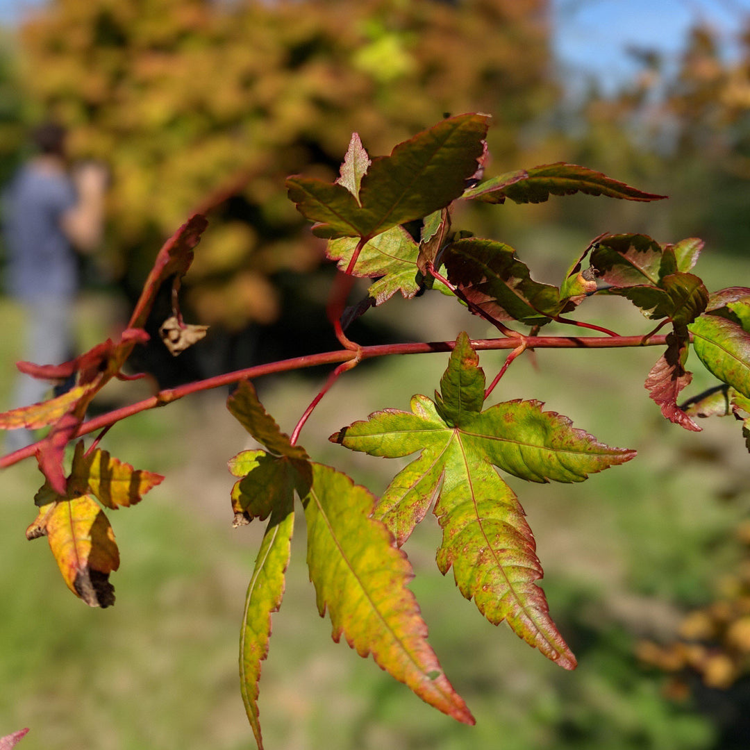 Acer palmatum 'Sango-kaku' ~ Coral Bark Japanese Maple