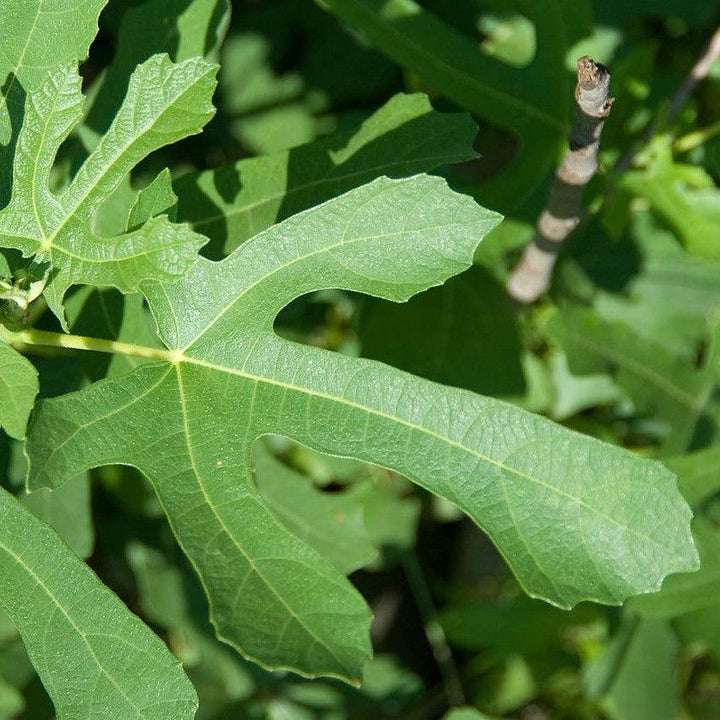 Ficus carica 'Majoam' ~ 'Little Miss Figgy' Fig