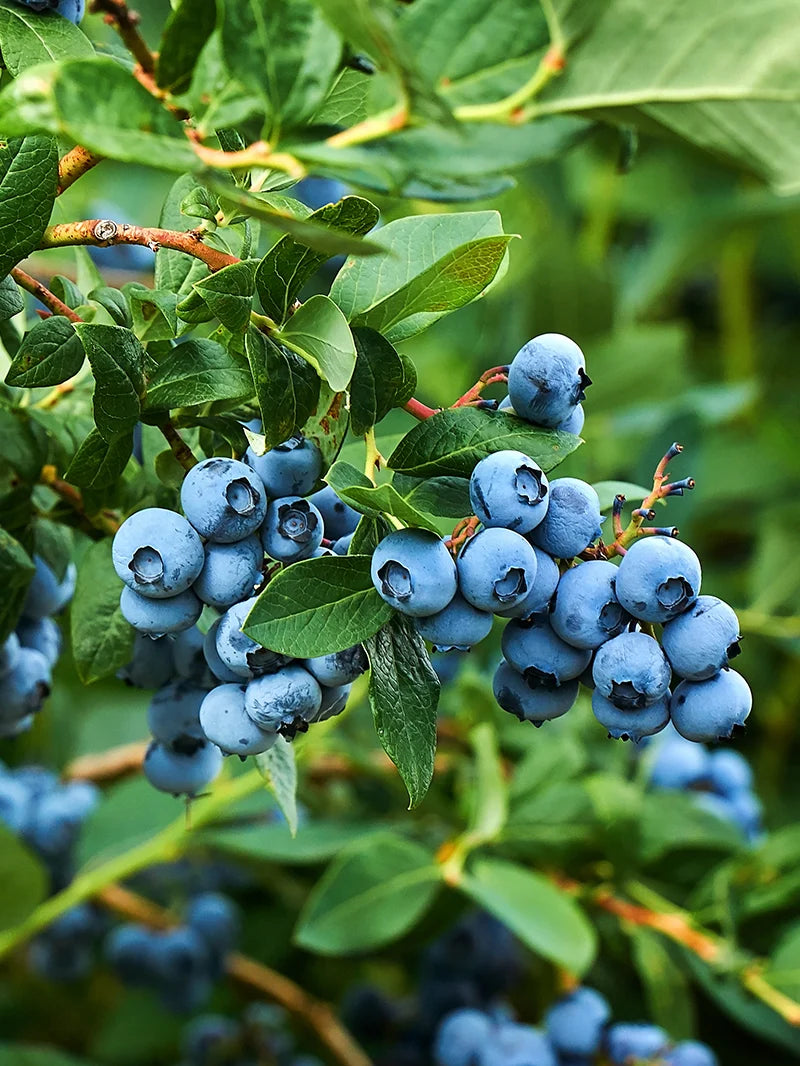 Blueberry - Tifblue