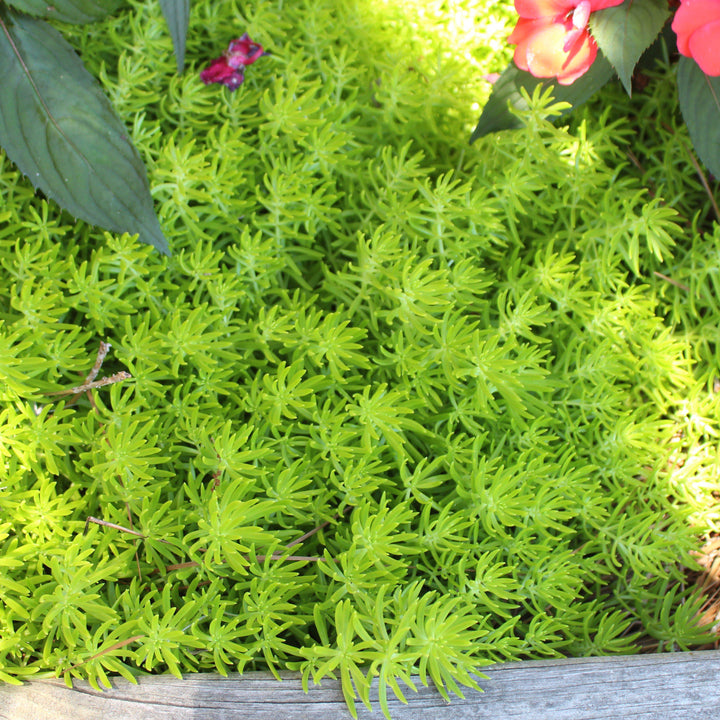Sedum ~ Lemon Ball