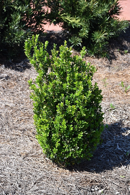 Boxwood - Baby Gem