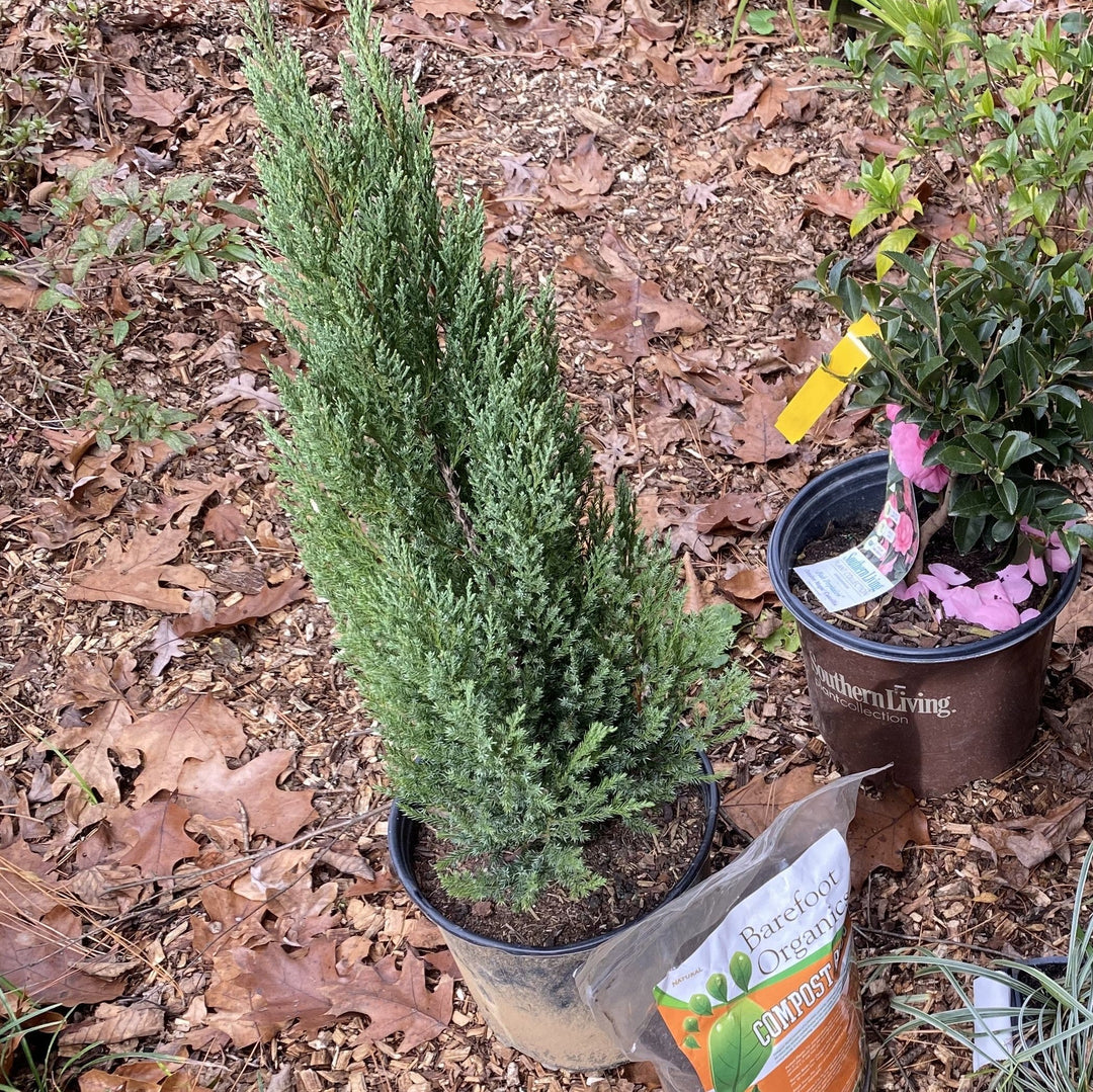 Juniperus chinensis 'Blue Point' ~ Blue Point Juniper