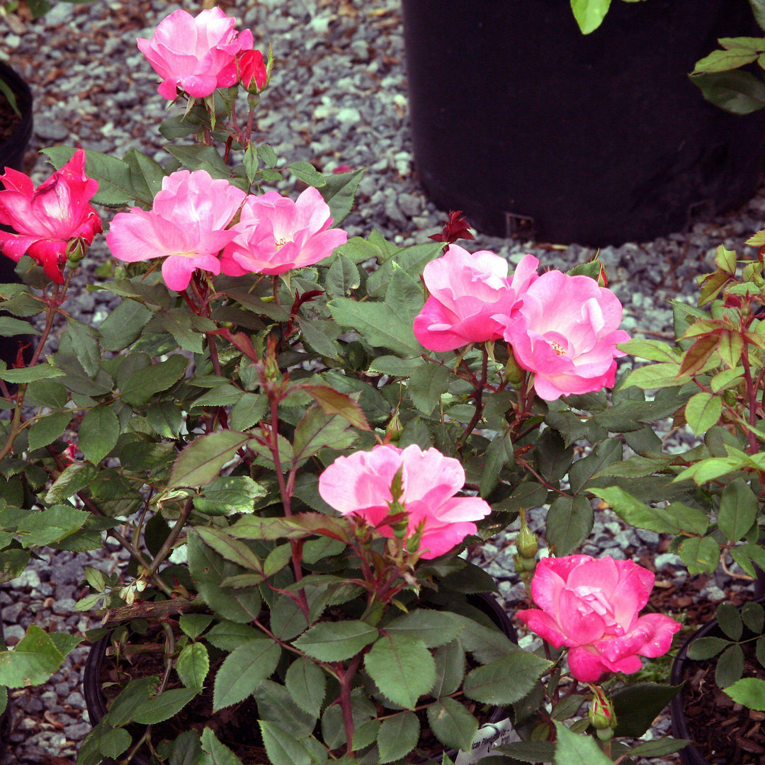 Rosa ‘Radcon’ PP#15,070 ~ Pink Knock Out® Rose