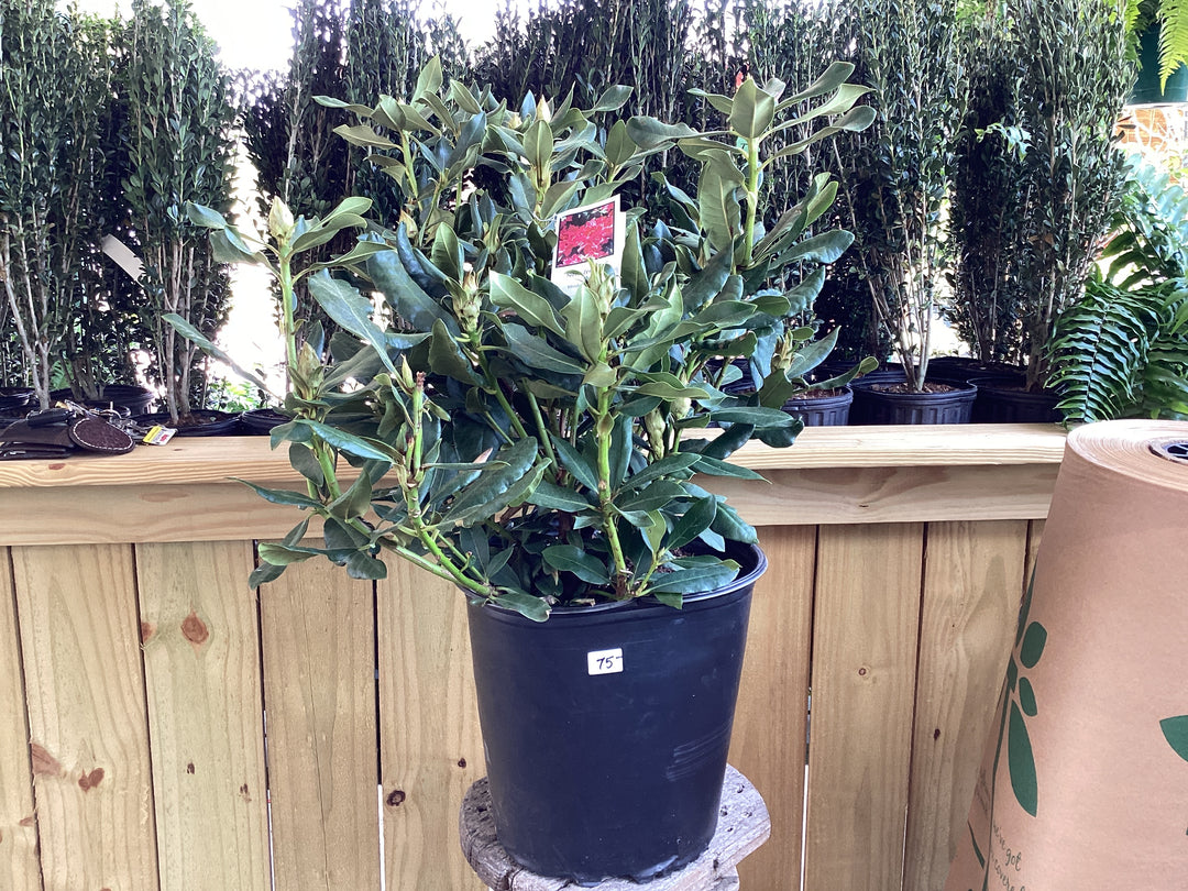Rhododendron 4 gallon Assorted