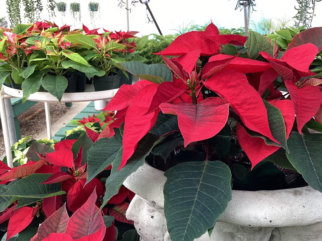 Poinsettia, Assorted 2 Sizes