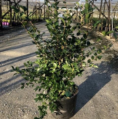 Camellia sasanqua 'Green S99-016' PP24887 ~ October Magic® Ivory™ Camellia