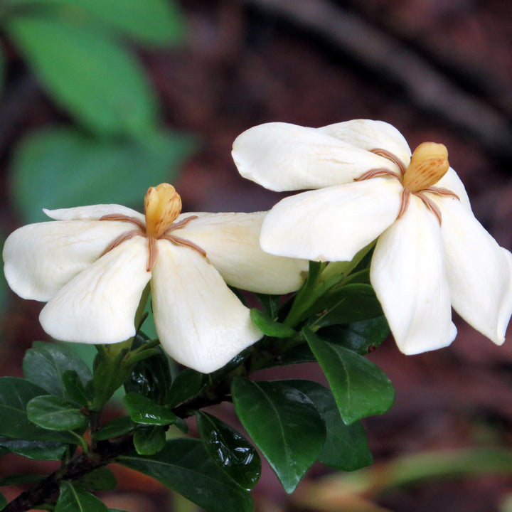 Gardenia jasminoides 'Daisy' ~ Daisy Gardenia