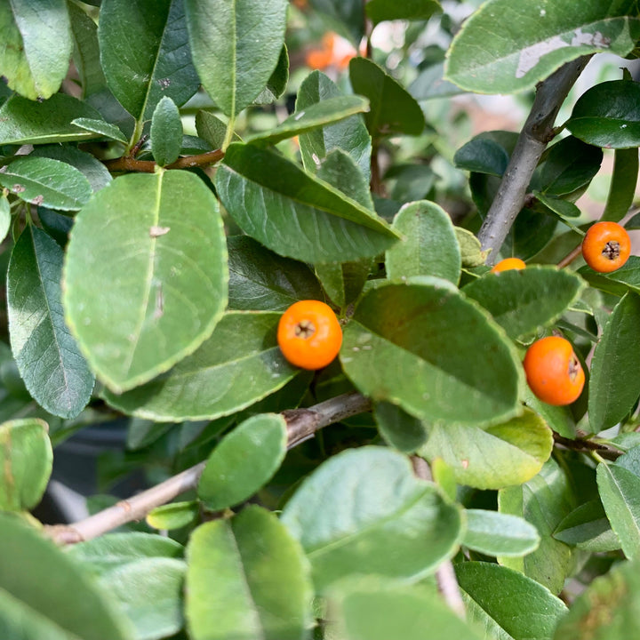 Pyracantha x 'Mohave' ~ Mohave Firethorn Shrub