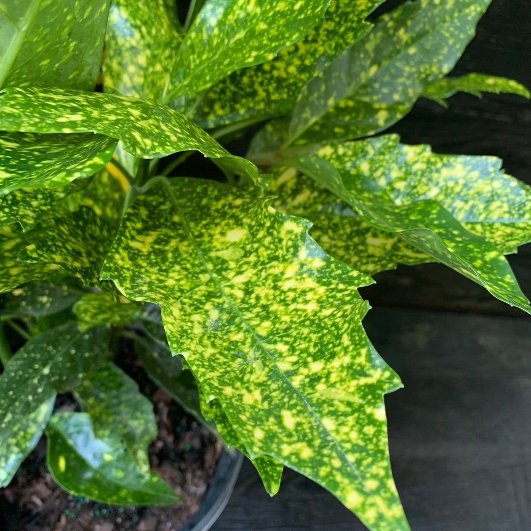 Aucuba japonica 'Variegata' ~ Gold Dust Aucuba, Gold Dust Laurel