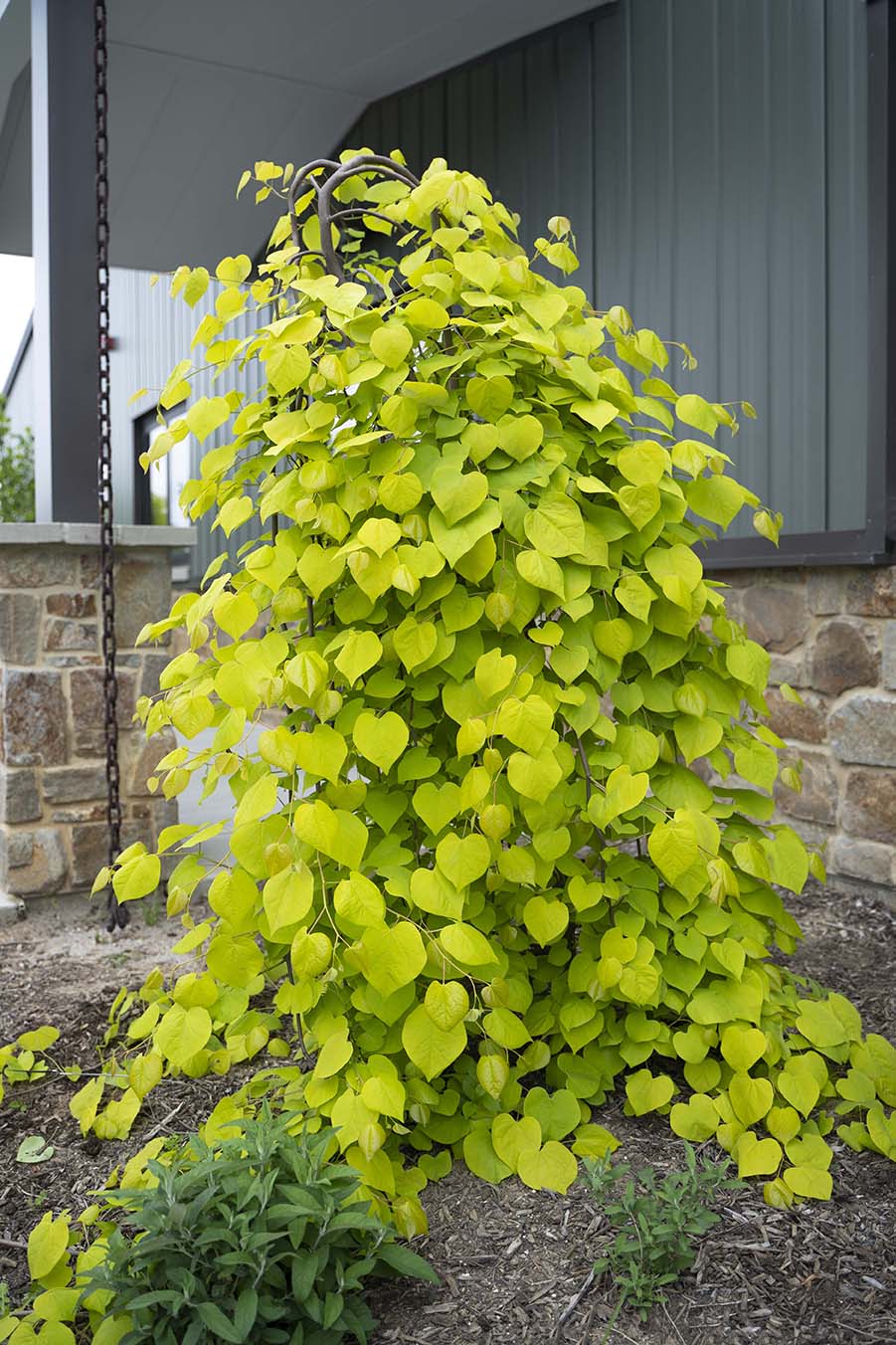Cercis canadensis 'Golden Falls' ~ Golden Falls Weeping Redbud