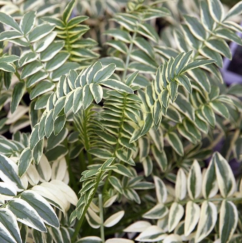 Polemonium 'Brise d'Anjou' ~ Monrovia® Variegated Jacob's Ladder