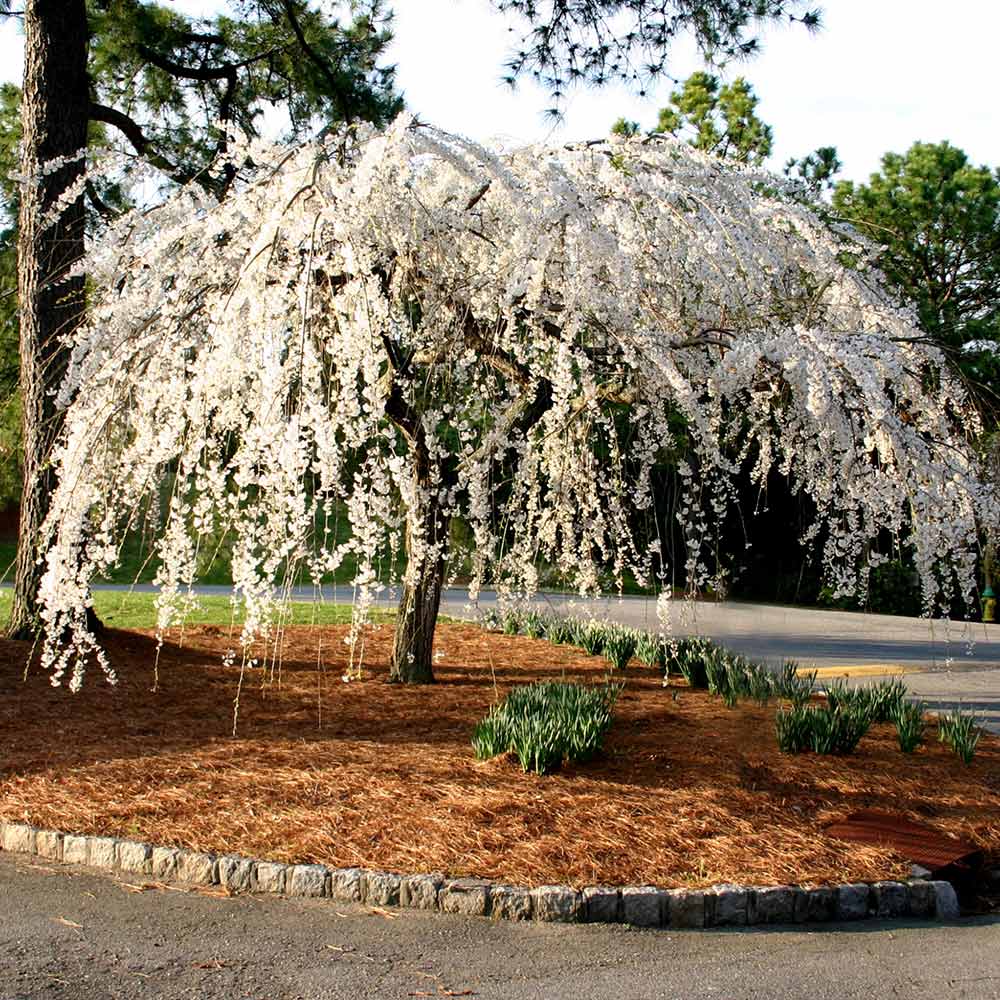 Cherry Tree - Snow Fountain - 7G
