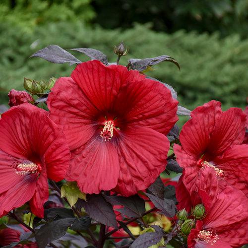 Hibiscus 'Holy Grail' ~ Summerific® Holy Grail Hibiscus