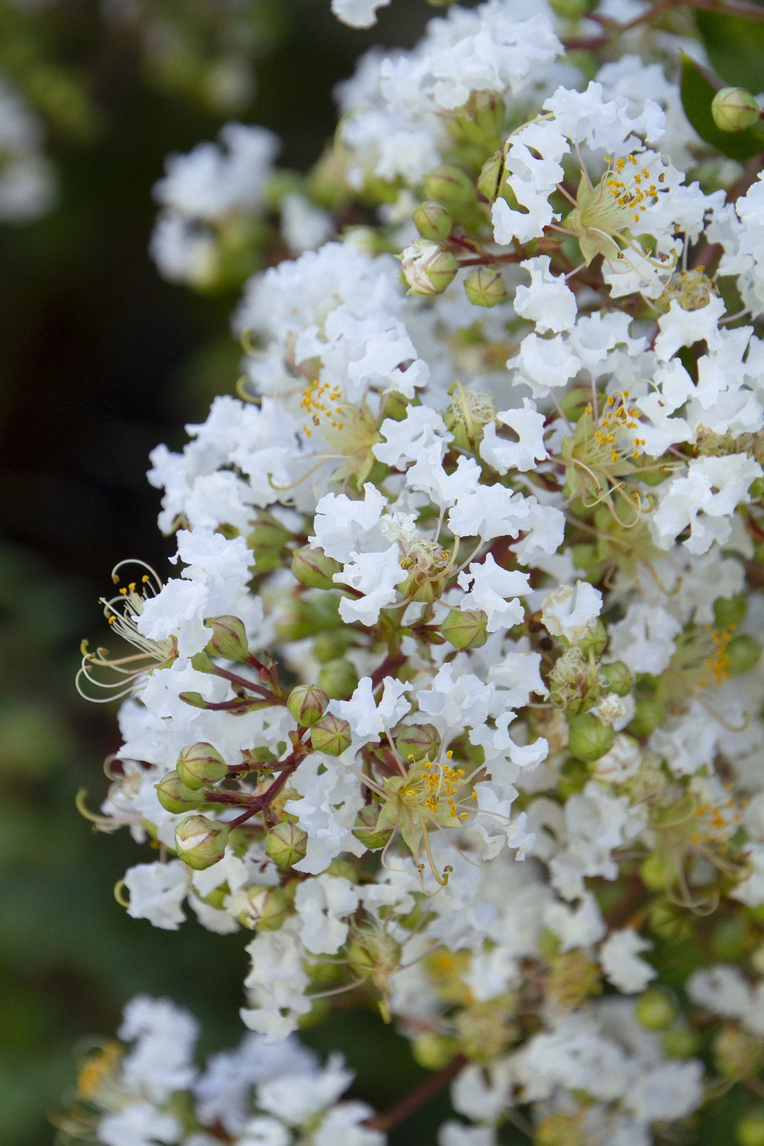 Crape Myrtle - White Natchez