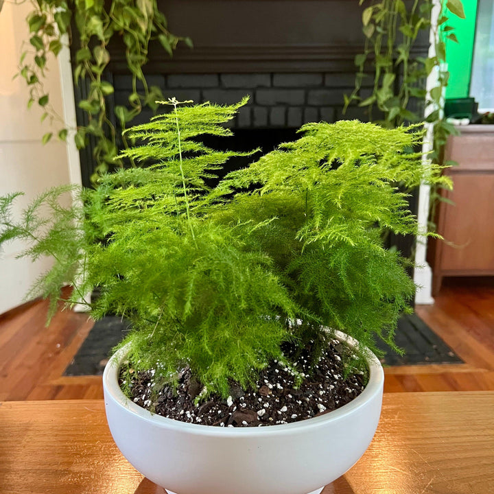 Asparagus setaceus ~ Plumosa Asparagus Fern