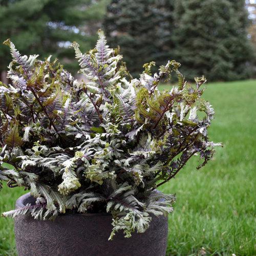 Athyrium niponicum 'Crested Surf' ~ PW® Crested Japanese Painted Fern