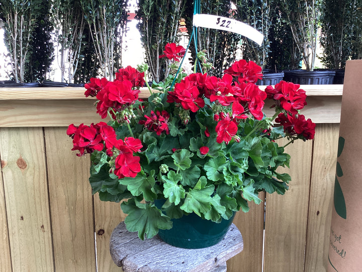 HB Hanging Basket - Annual Basic